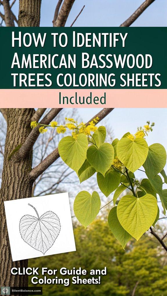 identifying american basswood trees