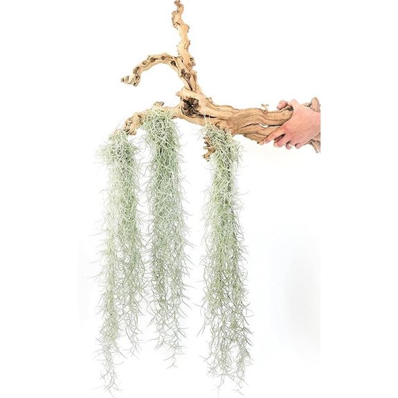 3-Pack Colombian Tillandsia Live Plants with Hooks