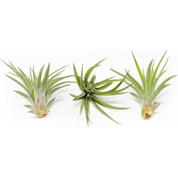 3 Pack Velutina Air Plants for Indoor & Outdoor Decor
