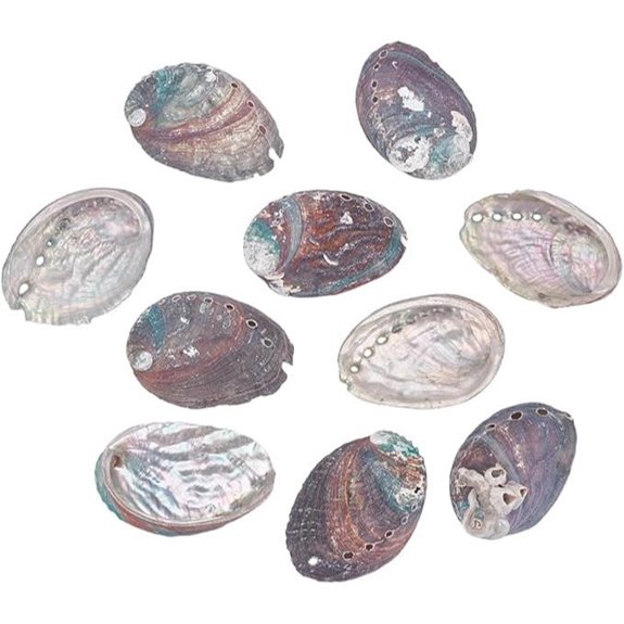 Webeedy Abalone Shell Pieces for Crafting & Decor