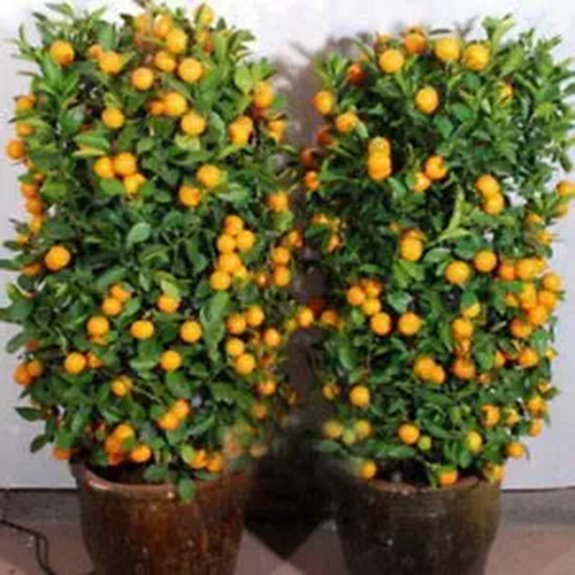 Elwyn 10pcs Balcony Potted Citrus Fruit Trees Seed