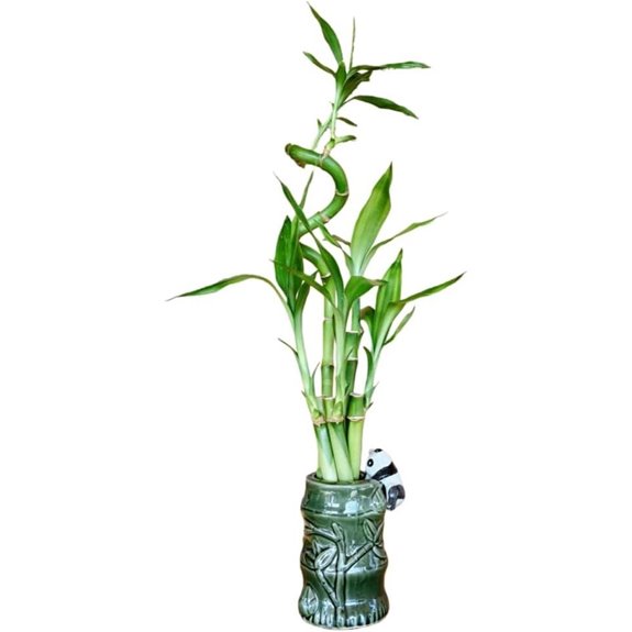 Lucky Bamboo Plant in Panda Vase