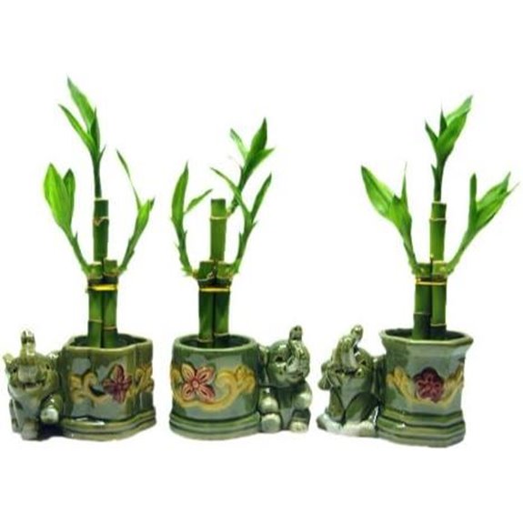 Lucky Bamboo Arrangements in 3 Shapes with Elephant