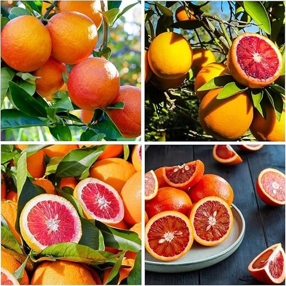 Blood Orange Tree Seeds for Growing Citrus