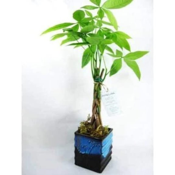 Jmbamboo 5-In-1 Money Tree in Blue Pot
