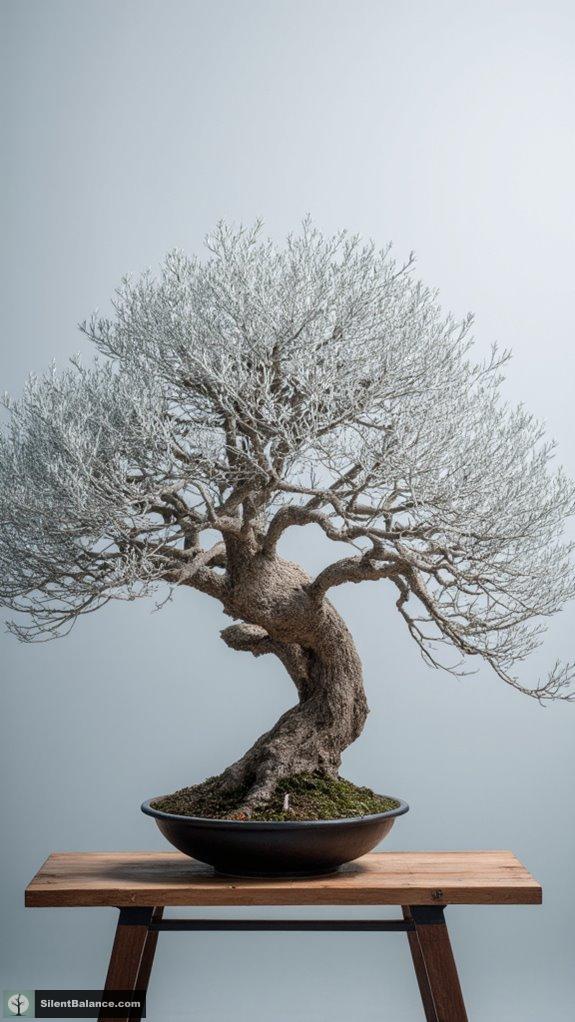bonsai beauty in winter