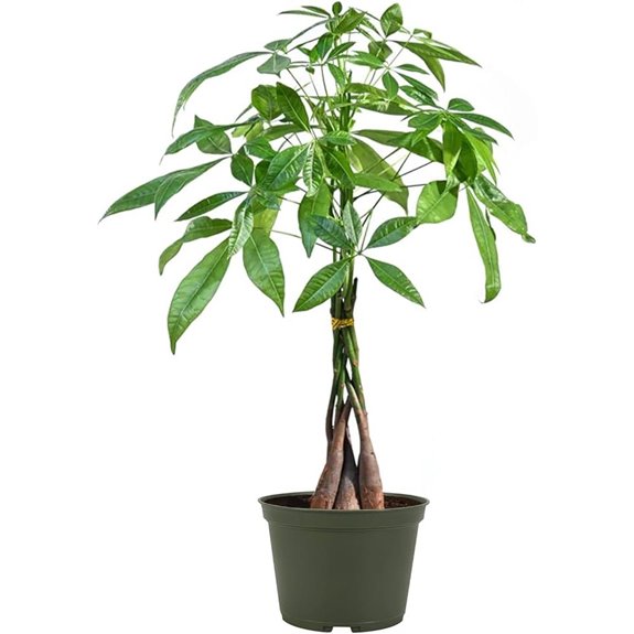 Money Tree Bonsai in Braided Trunk 6-Inch Pot