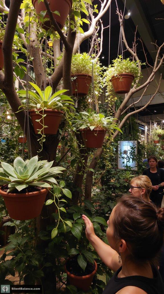 branches enhance indoor plants
