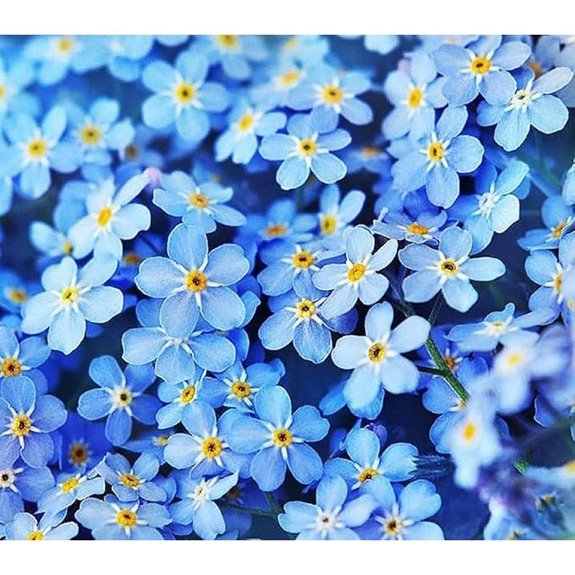 Forget Me Not Flower Seeds (500 Pack)
