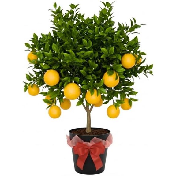 Meyer Lemon Tree Live Plant Cold Hardy Citrus