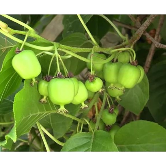 Kiwi Plants Prolific Includes Four (4) Plants