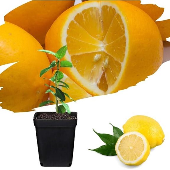 Meyer Lemon Tree Live Plant Potted 4 Months Old