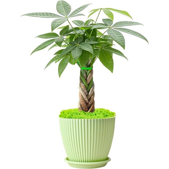 Money Tree Plant with Green Stripe Pot