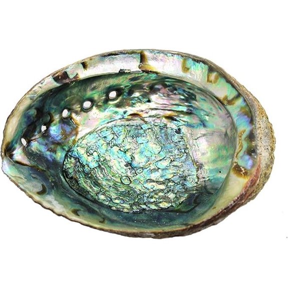Govinda Hand Selected Abalone Shell (7 Inches)
