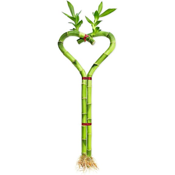 Heart Shaped Lucky Bamboo Indoor Plant Gift