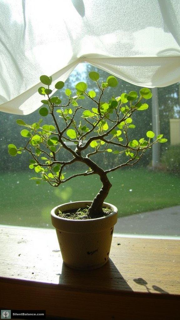 indoor bonsai light care