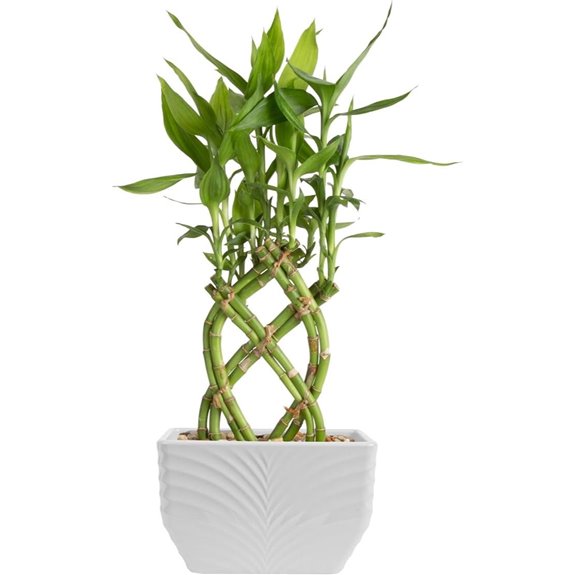 Lucky Bamboo Indoor Plant in Decorative Pot