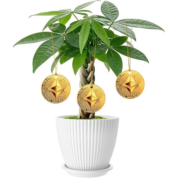 Money Tree Indoor Plant in White Pot