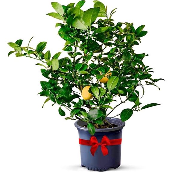 Meyer Lemon Live Plant Tree for Indoor Outdoor Use
