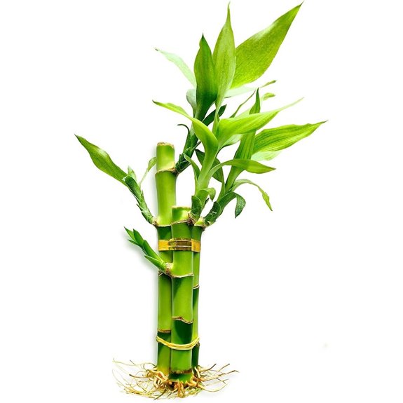 Lucky Bamboo Indoor Plants - Prosperity Decor Set