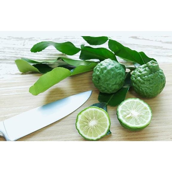 Kaffir Lime Tree - Fruit Bearing Size - 5 Pot - NO Ship TX,FL,AZ,CA,LA,HI