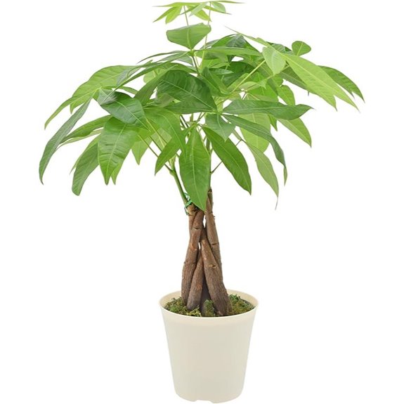 Live Braided Money Tree in Plastic Pot
