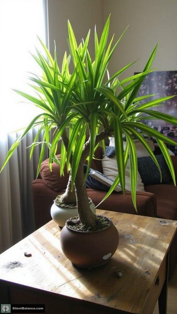 low maintenance unique houseplant choice