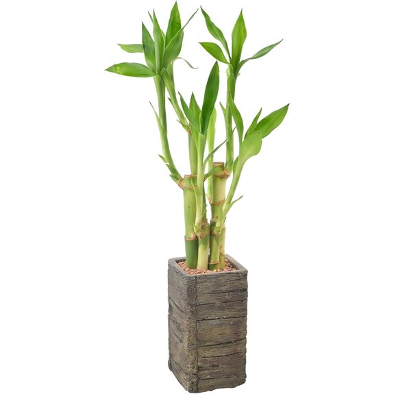 Arcadia Lucky Bamboo in Aged Wood Planter