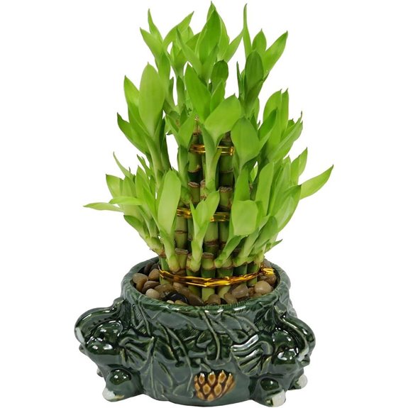 Athena’s Garden Lucky Bamboo Indoor Plant in Planter