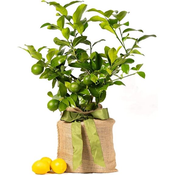 Meyer Lemon Tree Gift - Live Easy Care Plant