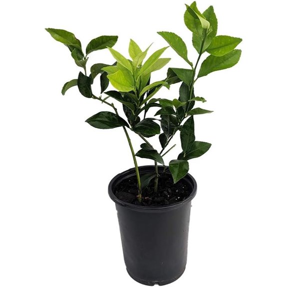 Meyer Lemon Tree-Fruiting Size-5 Pot -No Ship to Tx,Fl,Az,Ca,La,Hi