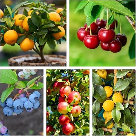 Mixed Bonsai Fruit Seeds - 5 Varieties Pack