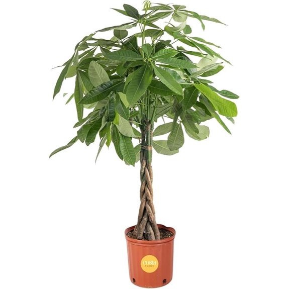 Costa Farms Live Money Tree in 10-Inch Pot