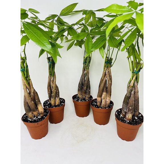 Bundle Money Tree Plants in 5 Training Pots - Pachira Aquatica Trees