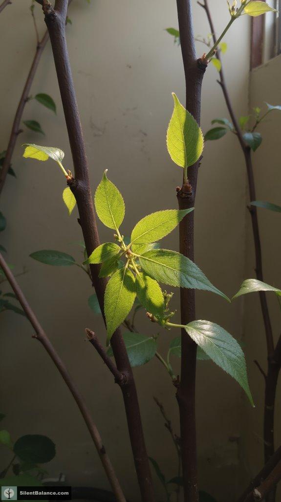 natural elegance and vitality