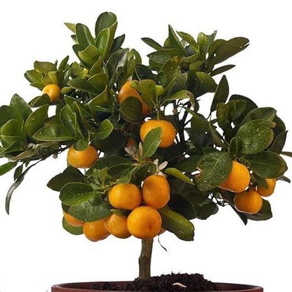 30+ Bonsai Orange Tree Seeds with Fruit Bearing