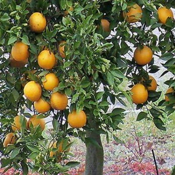 Florida Orange Tree Seeds for House Plant