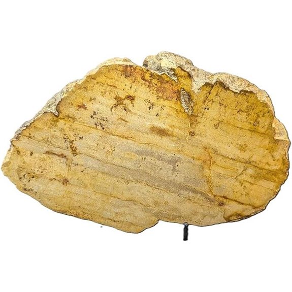 PacificGeo Petrified Wood Crystal Slice (7+ 20+ oz)