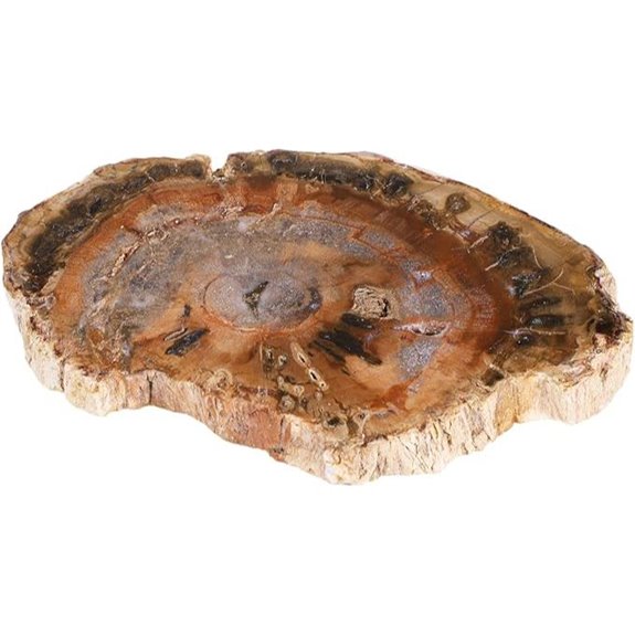 SUNYIK Petrified Wood Slab Mineral Specimen (3-5)