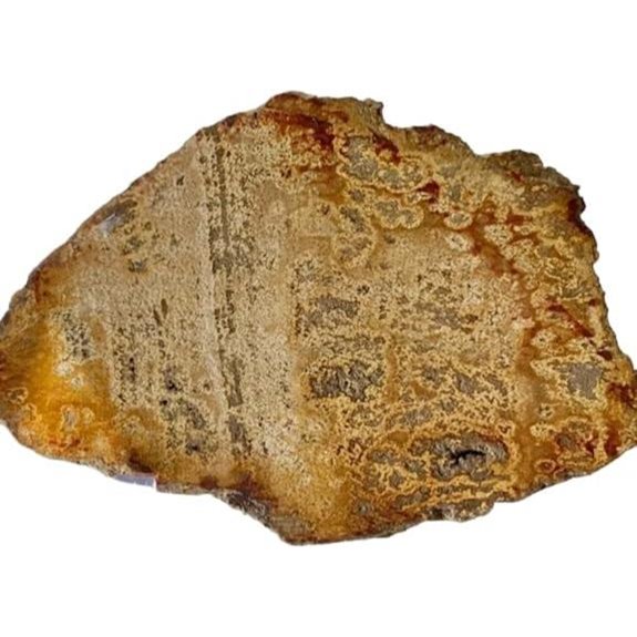 Bella-gems Fossil Petrified Wood Slice (145x99x17mm)