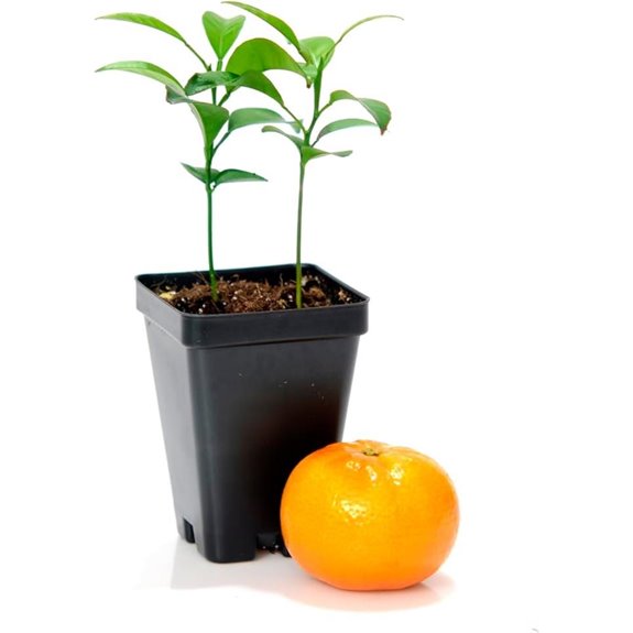 Satsuma Mandarin Tree Starter Plants (2) in Pot