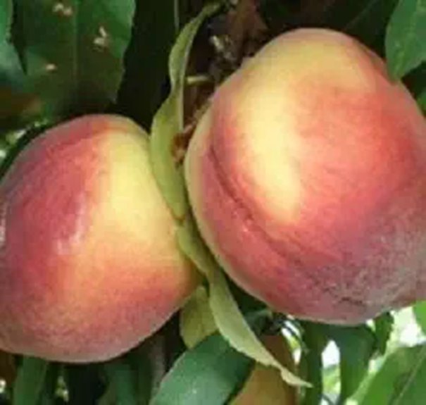 Belle of Georgia Peach Tree - Live Fruit Plant (Self-Pollinating)