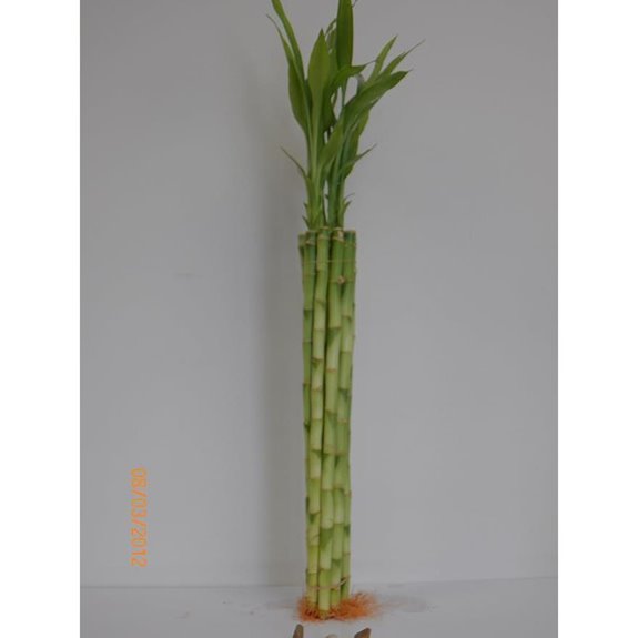 10 Stalk of 18 Straight Lucky Bamboo