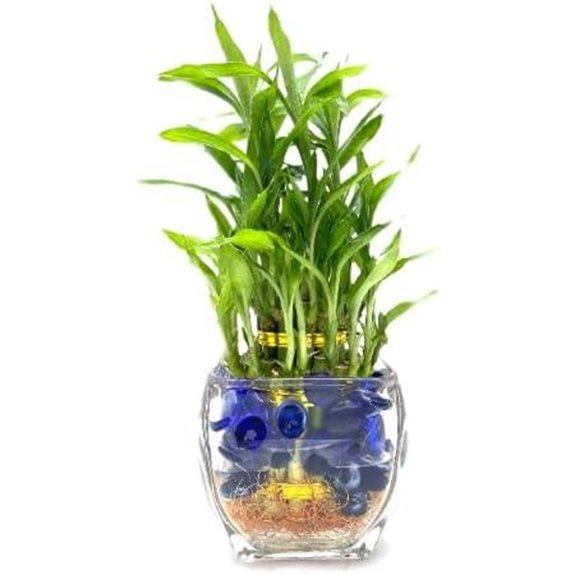 Three-Tier Lucky Bamboo Plant with Decorative Marbles