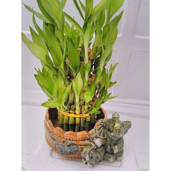 jmbamboo-Three Tiered Lucky Bamboo Arrangement Elephant Vase Favor