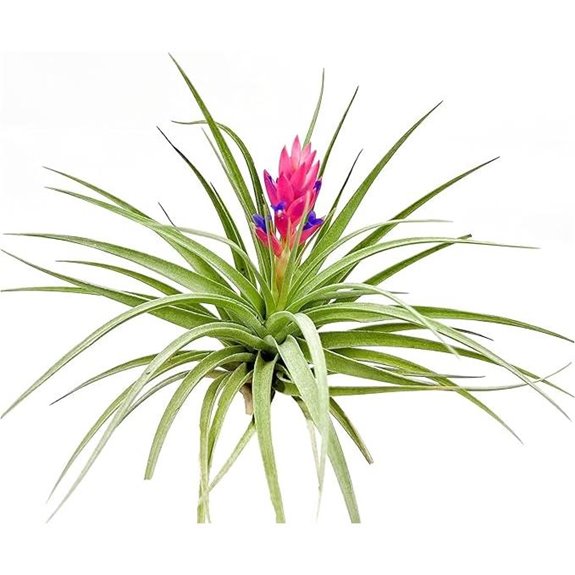 Tillandsia Stricta Air Plant Flowering 5 Inches