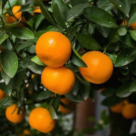 Clementine Mandarin Trees (2-Pack) Live Potted Seedlings