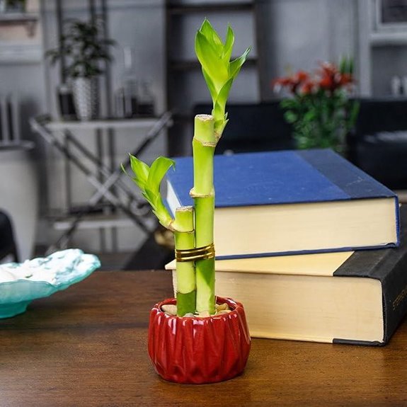 Lucky Bamboo 2 Stalks in Red Ceramic Planter