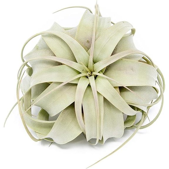 Xerographica Air Plants 5-7 Inches Wholesale