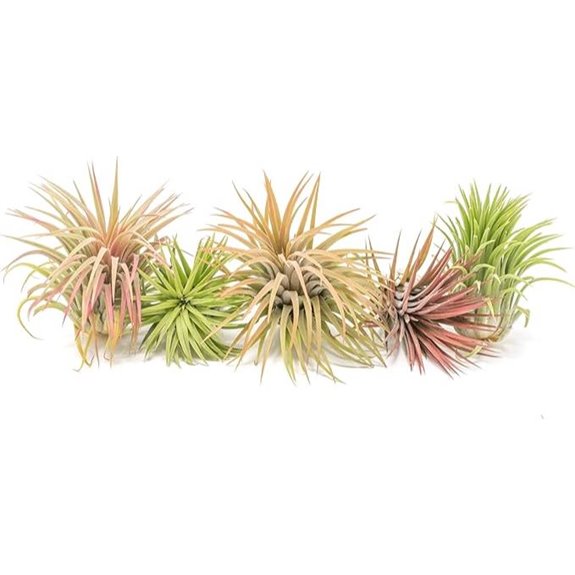 Air Plant Shop 5 Pack XL Tillandsia Ionantha Rubra